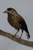 星鴉藏品圖，第5張